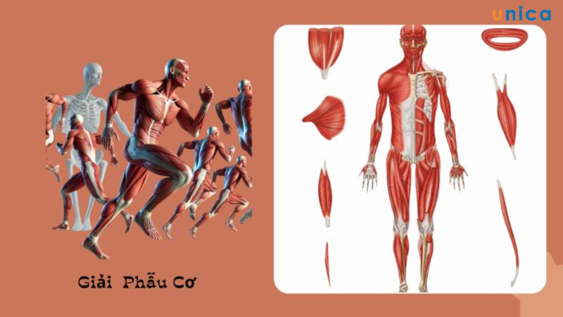 Học Giải Phẫu Hệ Cơ 3D Toàn Thân 